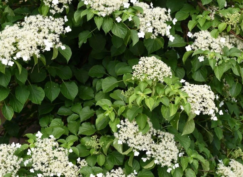 Kwiaty hortensji pnącej mają słodki zapach