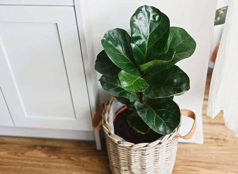 Ozdobą figowca dębolistnego są duże liście