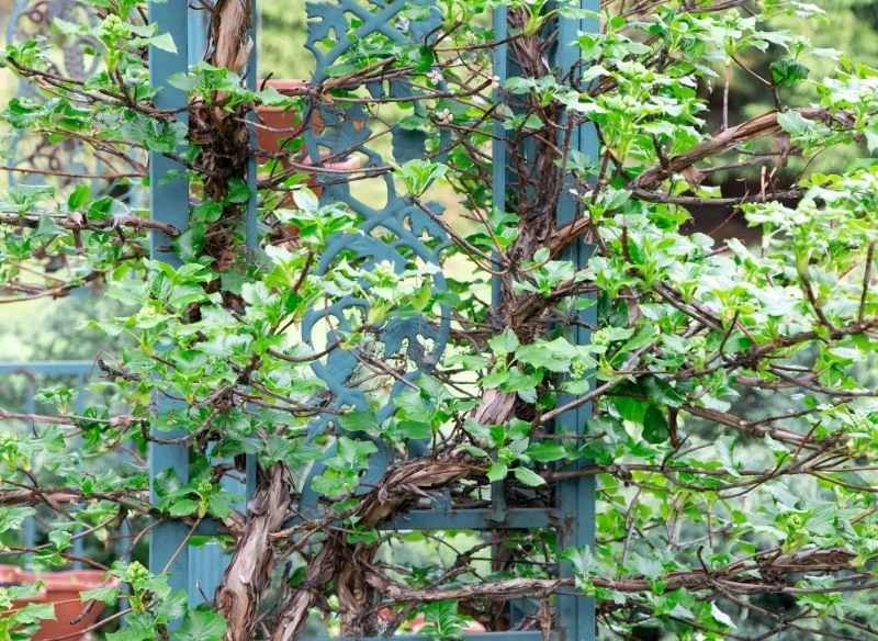 Hortensję pnącą najlepiej posadzić w półcieniu