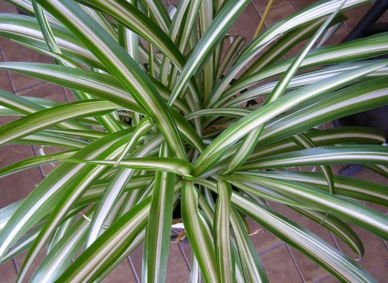 Zielistka jest nie tylko piękna, ale też niewymagająca