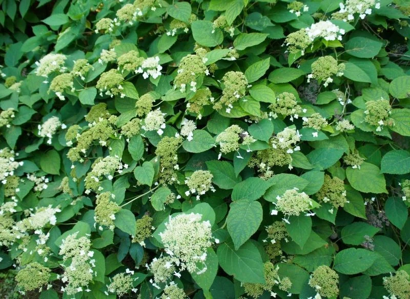 Uprawiając hortensję pnącą, warto pomyśleć o wykonaniu kosmetycznego cięcia