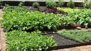 Szybki warzywnik na trawniku? Podwyższone grządki to opcja jednocześnie funkcjonalna i estetyczna.