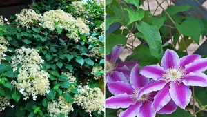 Pnącza mogą dodać niezwykłego uroku i urozmaicenia do twojego ogrodu. Fot.brytta/igaguri?1/CanvaPro