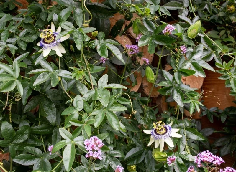 Męczennica, zwana też passiflorą, to popularne w ogrodach pnącze, które mocno się rozkrzewia i silnie pnie się po kratkach i pergolach