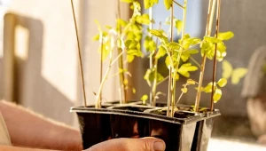 Skąd się bierze biały nalot w ziemi pomidorów. Czy jest groźny dla sadzonek?