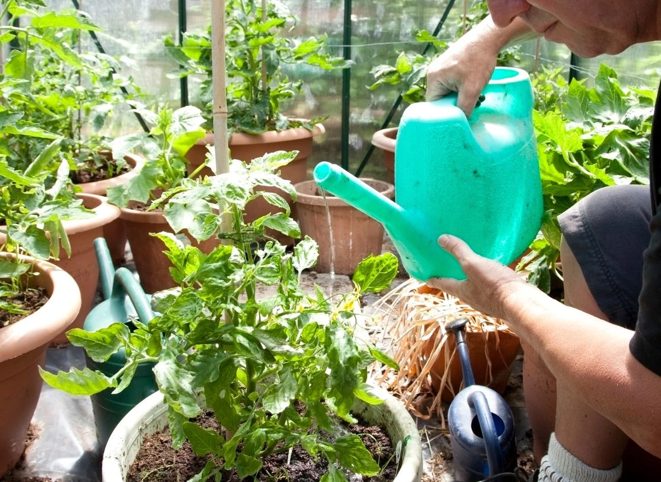 Biały nalot w doniczce z pomidorami nie zawsze oznacza pleśń