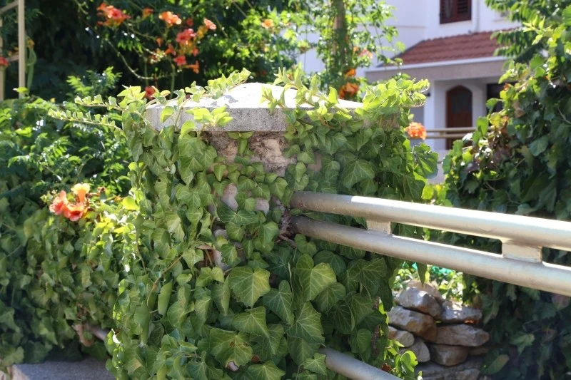 Unikajmy sadzenia pnączy w pobliżu rur i instalacji