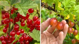 Krzewy owocowe odporne na choroby to idealne rozwiązanie, jeśli nie wiesz, jak walczyć z infekcjami - same doskonale sobie z nimi poradzą. Fot. Pavel Rodimov/Larisa Duka/CanvaPro