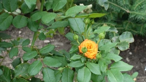 Skutki czarnej plamistości są opłakane. Sprawdź, jak domowym sposobem chronić róże przed tą groźną chorobą.