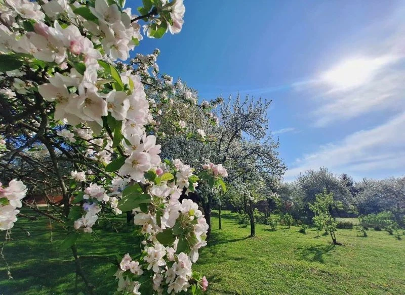 Chciałbyś, aby co sezon tak właśnie wyglądał twój ogród przy niewielkim nakładzie pracy