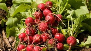 Parch zwykły rzodkiewki to choroba wywołana przez bakterie.