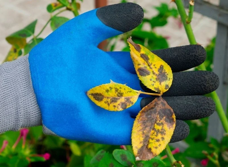 Jak rozpoznać czarną plamistość róż