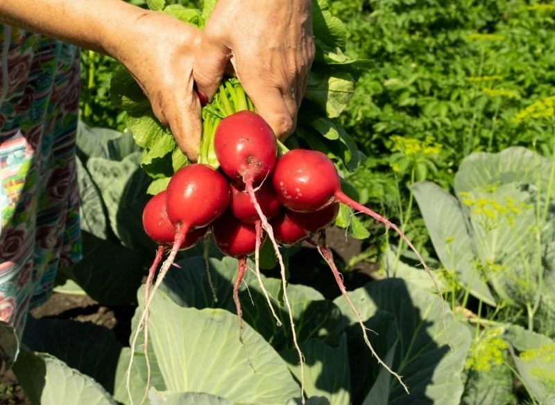 Sprawdź, co należy zrobić, aby parch zwykły nie chwytał rzodkiewki