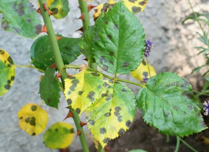Krzew róży porażony czarną plamistością