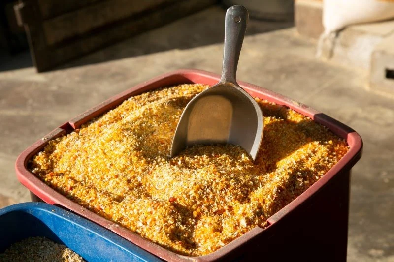 Kasza kukurydziana może uchronić róże przed czarną plamistością