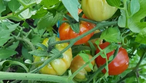 Regularne nawożenie pomidorów to klucz do  zdrowej uprawy. Najlepiej stosować naturalne dokarmiacze.