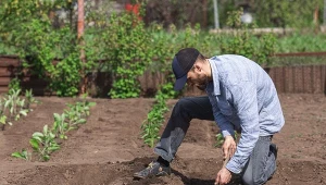 Popiół drzewny ma wiele zalet, które można wykorzystać w ogrodzie. Jedną z nich jest odkwaszanie ziemi.