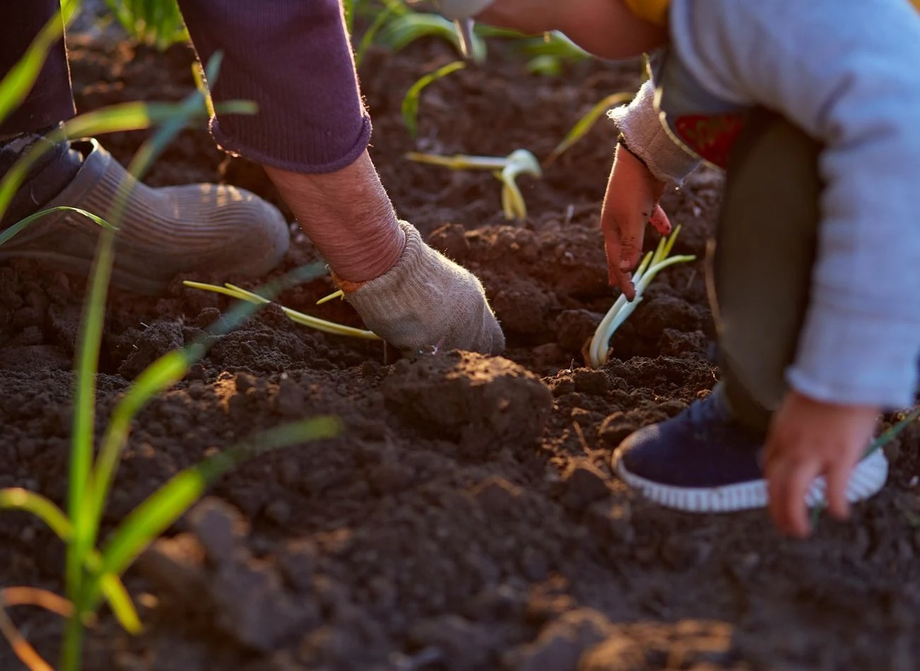Popiół drzewny sprawdzi się podczas sadzenia m
