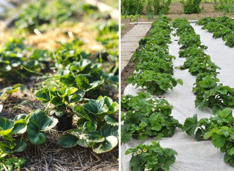 Ściółkowanie sadzonek słomą to stara metoda, ale wciąż dość skuteczna, o ile tylko nie ułożysz słomy zbyt szybko