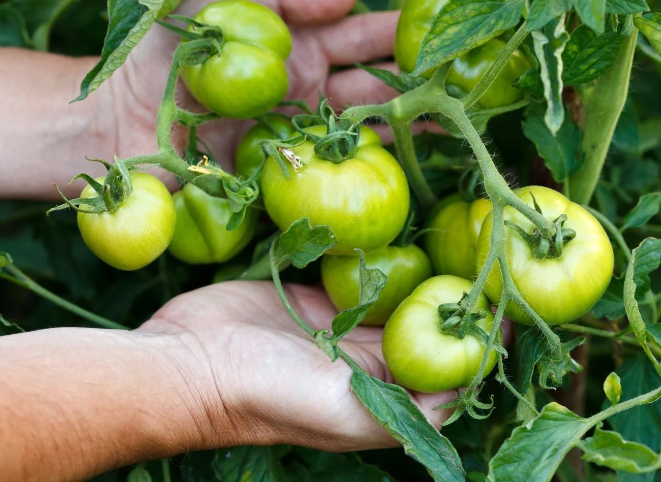 Na lepsze owocowanie pomidorów idealnie sprawdzi się nawóz z drożdży