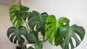 Jak zrobić nawóz do monstery na nowe liście? Przepis jest zaskakująco prosty./Deccoria.pl