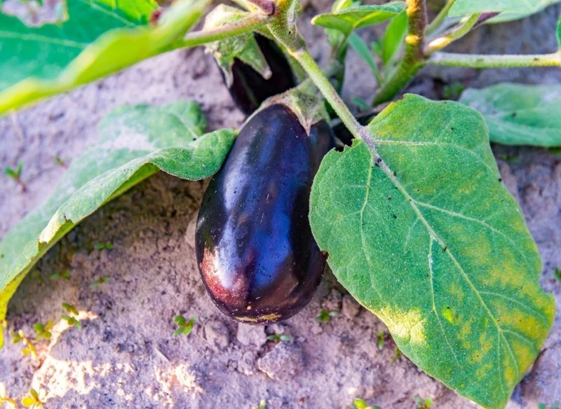 Odkwaszanie ziemi wpływa na zdolność warzyw do pobierania składników odżywczych