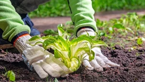 Hosty to oryginalne rośliny, które zachwycają wyglądem swoich oryginalnych liści. westsib