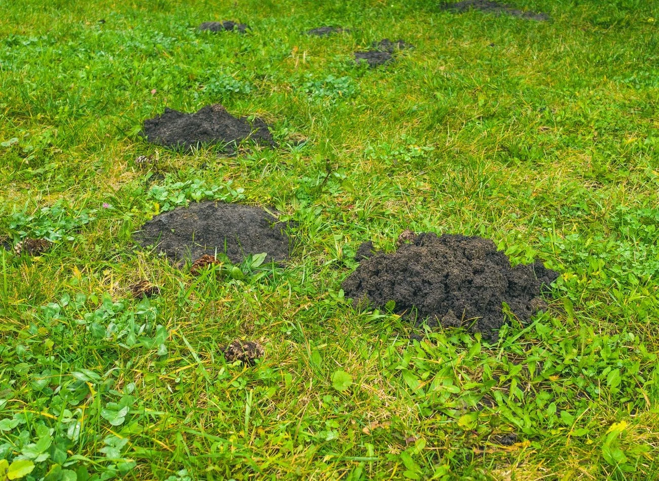 Obecność kretów w ogrodzie łatwo rozpoznasz po kopcach na trawniku czy pomiędzy rabatami