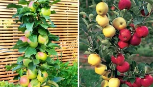 Dwie najlepsze odmiany jabłoni do uprawy w donicach prezentują się bardzo efektownie, co więcej, żółte, czerwone lub owoce Duo to prawdziwy przysmak. Fot. anuraghemrom/123rf.com/CanvaPro