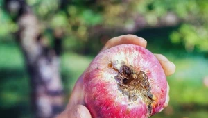 Nie chcesz stracić jabłek? Sprawdź, jak je bronić przed parchem.