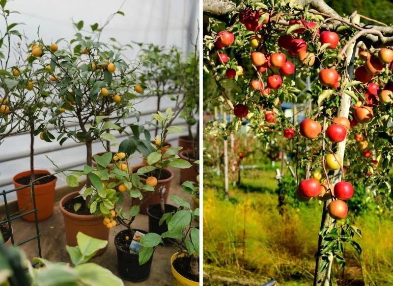 Uprawianie w pojemnikach cytryn, limonek czy granatów nikogo już nie dziwi
