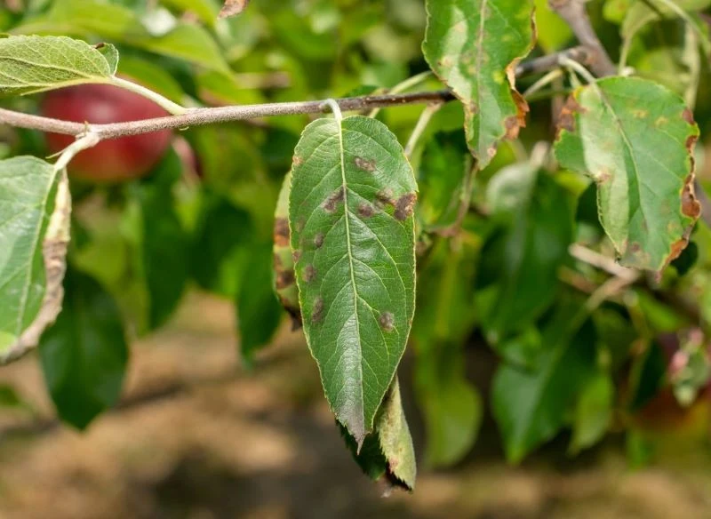 Charakterystyczne objawy parcha jabłoni są łatwe w rozpoznaniu