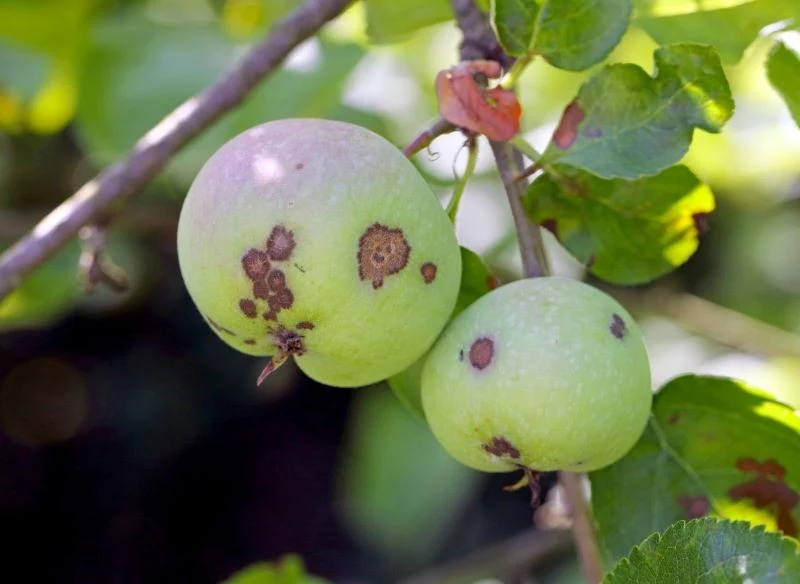 Parch jabłoni poraża też owoce