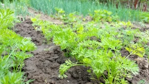Nie czekaj długo na wschody marchewki. Kiełkowanie nasion można przyspieszyć.