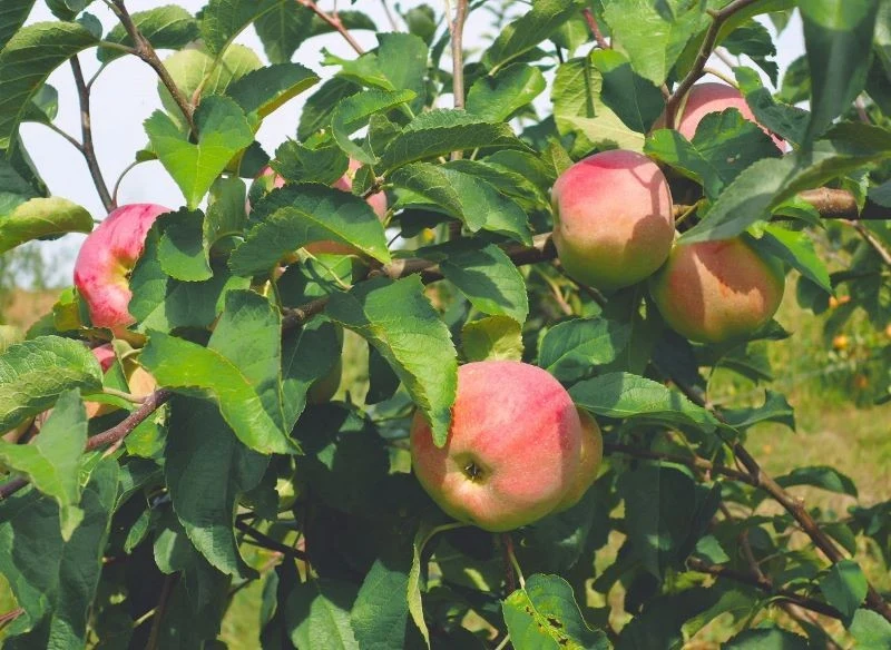 Florina to odmiana jabłoni odporna na parcha
