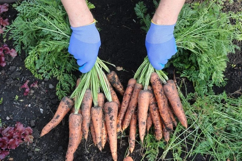 Podpowiadamy, jakie odmiany marchwi są słodkie i twarde