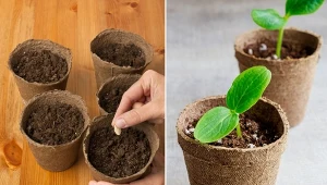 Cukinie można uprawiać z rozsady lub z siewu od razu do gruntu. Fot.rodimovpavel/123RF/CanvaPro