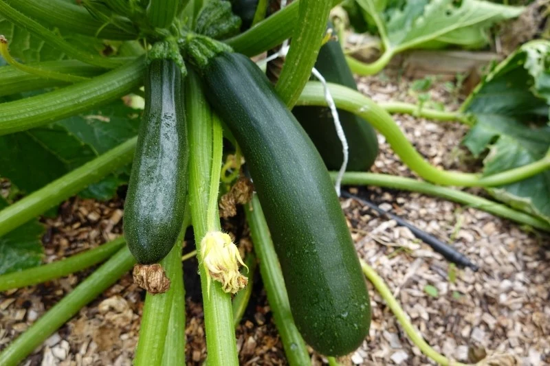 Cukinia jest bardzo wrażliwa na mróz, dlatego nie powinno się siać jej zbyt wcześnie