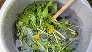 Gnojówka z mniszka lekarskiego jest gotowa do użycia po 2-4 tygodnia od zrobienia./Deccoria.pl