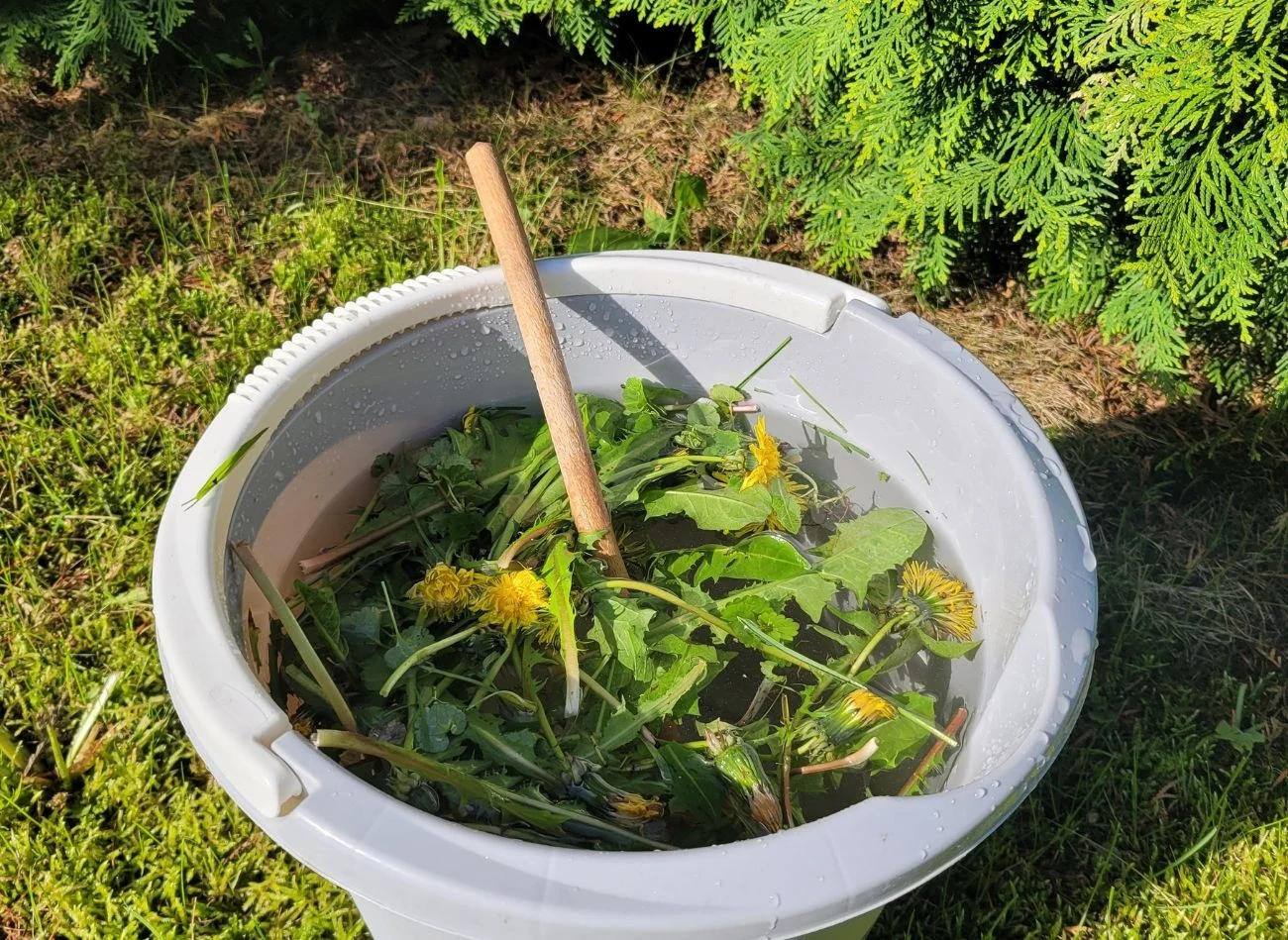 Nawóz mniszka lekarskiego przed zastosowaniem trzeba dokładnie przecedzić