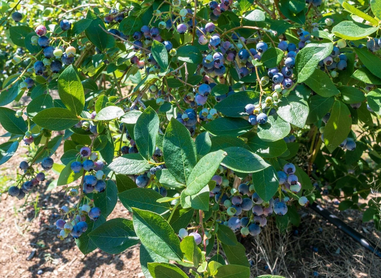 Gnojówka z mniszka lekarskiego to najlepsza odzywka do borówki amerykańskiej