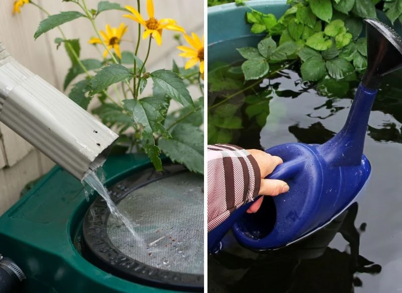 Zbieranie wody do beczki i pobieranie jej w razie potrzeby do podlewania roślin to doskonały sposób na oszczędność