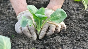 Wrzuć do dołka podczas sadzenia kapusty. Główki będą duże i zdrowe.