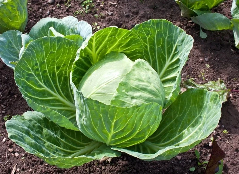 Zazwyczaj kapustę uprawia się z rozsady