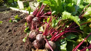 Buraki nie są trudne w uprawie, ale trzeba przestrzegać ważnych zasad, by mieć duży i zdrowy plon.