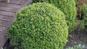 Co posadzić obok bukszpanu w ogrodzie, by był zdrowy i soczyście zielony?