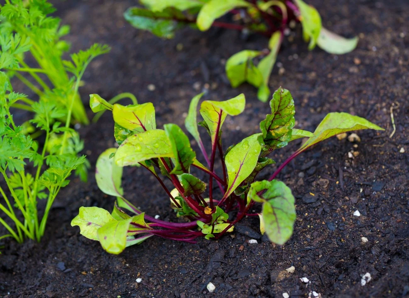 Buraki najlepiej sadzić, gdy temperatura na zewnątrz utrzymuje się powyżej 10 st