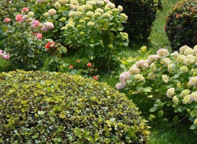 Róże i hortensje uznawane są za najlepsze towarzystwo dla bukszpanów