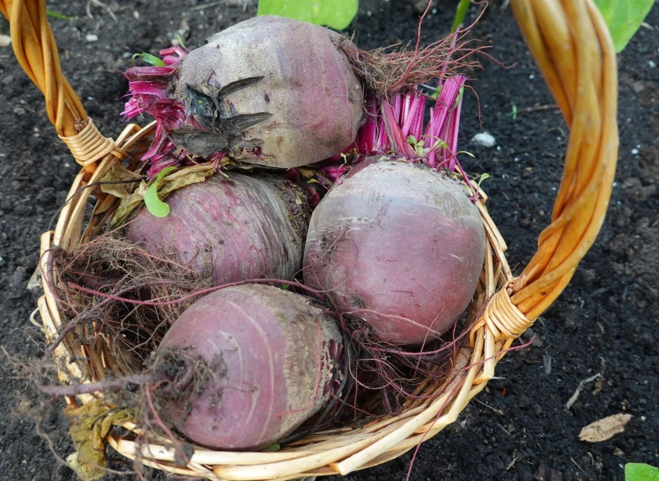 Czym podlewać buraki, by rosły zdrowo