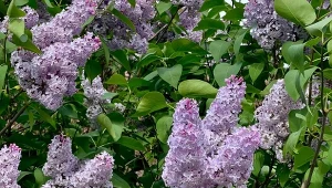 Bez zazwyczaj zaczyna kwitnąć w maju. Kiedy jest najlepszy czas na jego rozmnożenie./Deccoria.pl